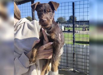 Pia ein Terrier Mädchen