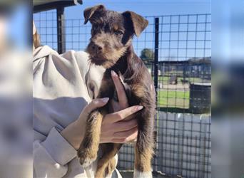 Pia ein Terrier Mädchen