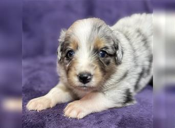 Australian Shepherd Welpen (ASCA)