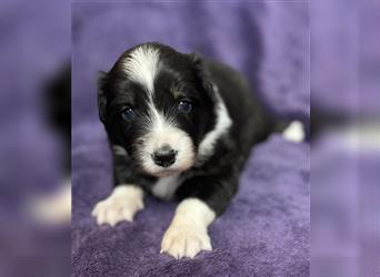 Australian Shepherd Welpen (ASCA)