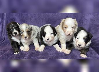 Australian Shepherd Welpen (ASCA)