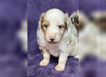 Australian Shepherd Welpen (ASCA)