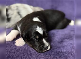 Australian Shepherd Welpen (ASCA)