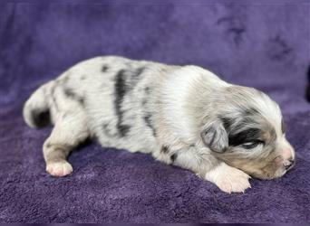 Australian Shepherd Welpen (ASCA)