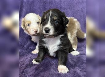 Australian Shepherd Welpen (ASCA)