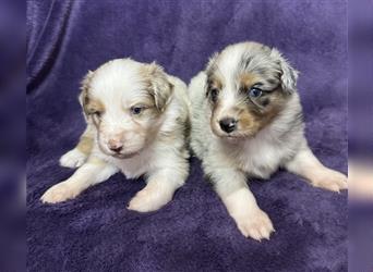 Australian Shepherd Welpen (ASCA)