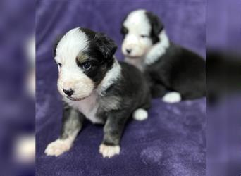 Australian Shepherd Welpen (ASCA)