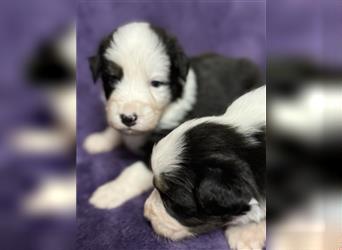 Australian Shepherd Welpen (ASCA)