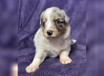 Australian Shepherd Welpen (ASCA)