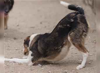 ♥Rocco♥ junger Bracken-Collie-Mix-Rüde