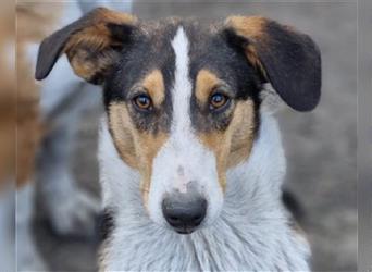 ♥Rocco♥ junger Bracken-Collie-Mix-Rüde