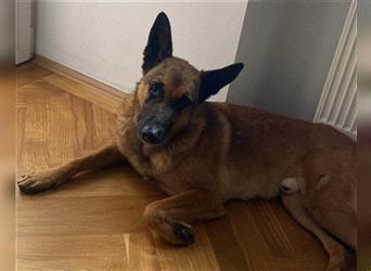 Malinois-Mix♥Rocky♥wartet in 07806 Weira