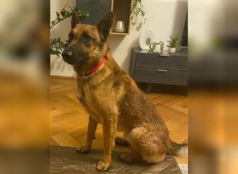 Malinois-Mix♥Rocky♥wartet in 07806 Weira