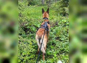 Malinois-Mix♥Rocky♥wartet in 07806 Weira