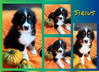 Reinrassige Australian Shepherd Welpen aus einer Spitzenverpaarung mit ASCA Papiere....