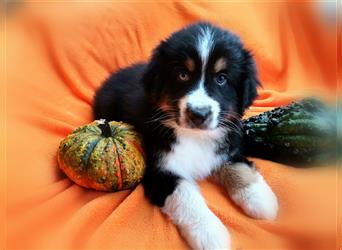 Reinrassige Australian Shepherd Welpen aus einer Spitzenverpaarung mit ASCA Papiere....