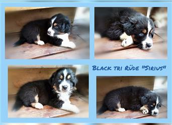 Reinrassige Australian Shepherd Welpen aus einer Spitzenverpaarung mit ASCA Papiere....