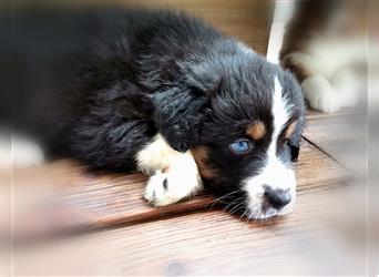 Reinrassige Australian Shepherd Welpen aus einer Spitzenverpaarung mit ASCA Papiere....