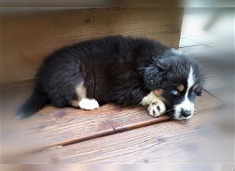 Reinrassige Australian Shepherd Welpen aus einer Spitzenverpaarung mit ASCA Papiere....