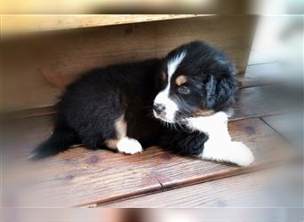 Reinrassige Australian Shepherd Welpen aus einer Spitzenverpaarung mit ASCA Papiere....