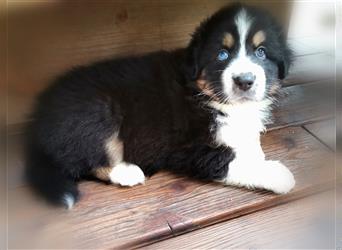 Reinrassige Australian Shepherd Welpen aus einer Spitzenverpaarung mit ASCA Papiere....