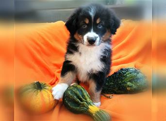 Reinrassige Australian Shepherd Welpen aus einer Spitzenverpaarung mit ASCA Papiere....