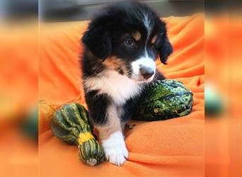 Reinrassige Australian Shepherd Welpen aus einer Spitzenverpaarung mit ASCA Papiere....