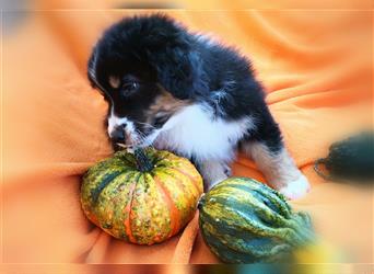 Reinrassige Australian Shepherd Welpen aus einer Spitzenverpaarung mit ASCA Papiere....