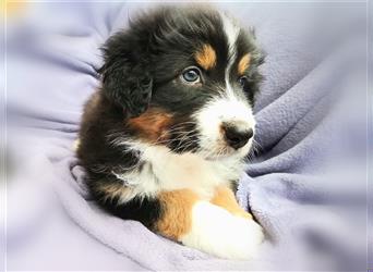 Reinrassige Australian Shepherd Welpen aus einer Spitzenverpaarung mit ASCA Papiere....