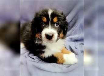 Reinrassige Australian Shepherd Welpen aus einer Spitzenverpaarung mit ASCA Papiere....