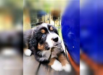 Reinrassige Australian Shepherd Welpen aus einer Spitzenverpaarung mit ASCA Papiere....