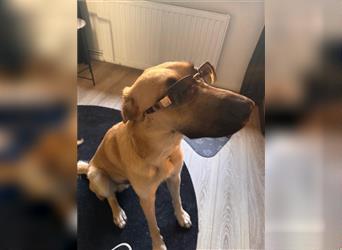 Rüde Lucky sucht ein neues Zuhause ❤️