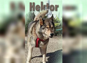 Hektor – ein agiler Senior