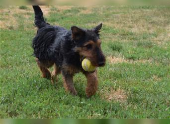 Tequila - ein verspielter und aktiver Terrierjunge