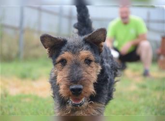 Tequila - ein verspielter und aktiver Terrierjunge