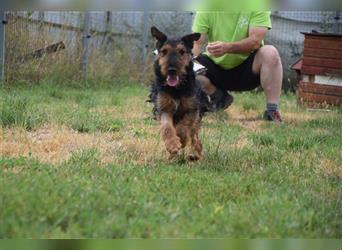 Tequila - ein verspielter und aktiver Terrierjunge