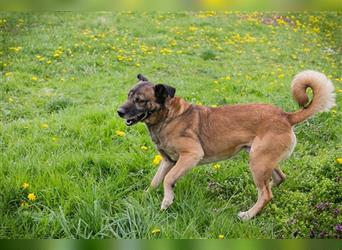 SANTOS - das quirlige Powerpaket sucht hundeerfahrene Menschen zum Trainieren und Kuscheln