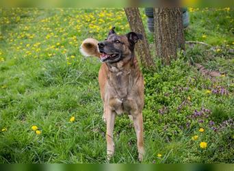 SANTOS - das quirlige Powerpaket sucht hundeerfahrene Menschen zum Trainieren und Kuscheln