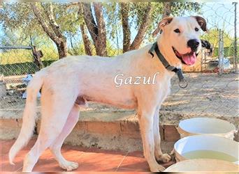 Gazul 06/2019 (ESP) - charismatischer und sozialer Boxer-Herdenschutz Mix!