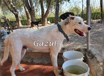 Gazul 06/2019 (ESP) - charismatischer und sozialer Boxer-Herdenschutz Mix!