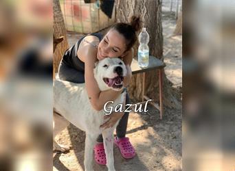 Gazul 06/2019 (ESP) - charismatischer und sozialer Boxer-Herdenschutz Mix!