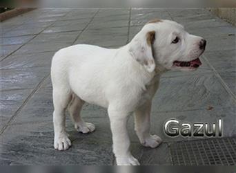 Gazul 06/2019 (ESP) - charismatischer und sozialer Boxer-Herdenschutz Mix!