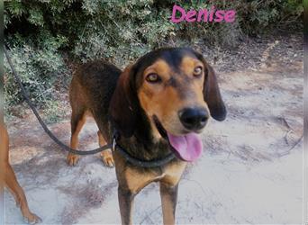 Denise 06/2022 (GRC Pflegestelle) - ausgeglichene und sanfte Griechische Jagdhhund Mix Dame!