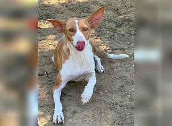 ❤️GINGER❤️, Podenco