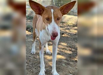 ❤️GINGER❤️, Podenco