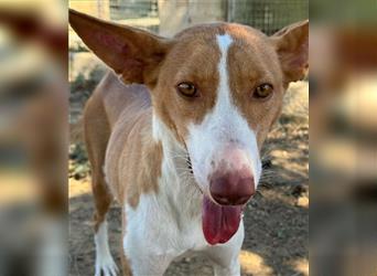 ❤️GINGER❤️, Podenco