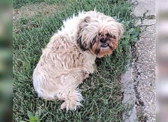 knuffiger kleiner DENI - 8 Jahre, 26cm - Shih Tzu