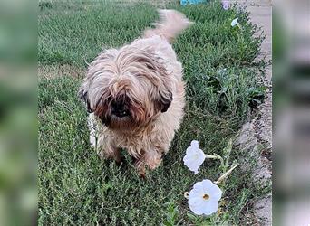 knuffiger kleiner DENI - 8 Jahre, 26cm - Shih Tzu