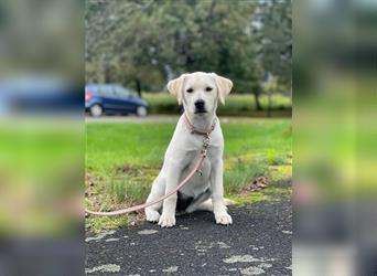 Labrador Welpe beige 14 Wochen abzugeben