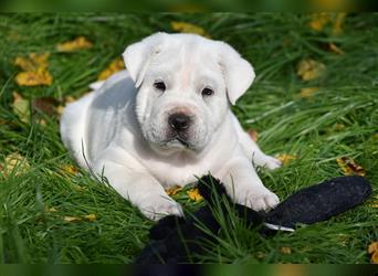 Shar-Pei x Labrador Mix Welpen stellen sich vor......